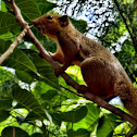 Squirrel