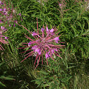 Fireweed
