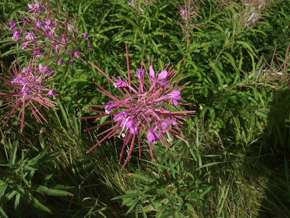 Spotting Image 1
