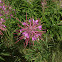 Fireweed