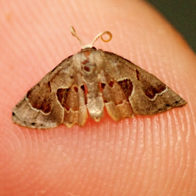Spotting Image 1