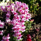 Snapdragon bicolor