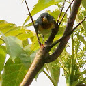 Northern parula