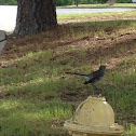 Mockingbird