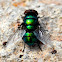 Green Bottle fly