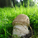 The Prince/Reuzenchampignon