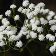 Plants that are used as a homeopathic remedy - Florida