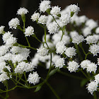 Hammock Snakeroot