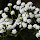 Plants that are used as a homeopathic remedy - Florida