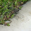 Variegated Green Skimmer