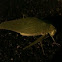Houston grasshopper