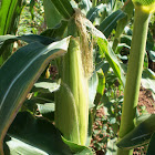 Corn