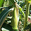 Corn