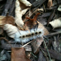 hickory tussock moth