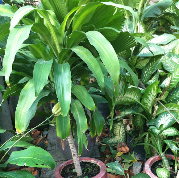 Spotting Image 1
