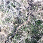 Bull snake