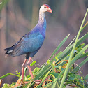 PURPLE SWAMP HEN