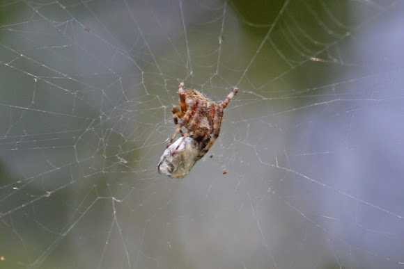 Spotting Image 1