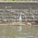 Little Egret