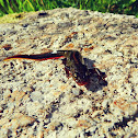 Bosca's newt