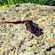 Bosca's newt