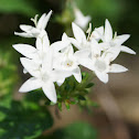 Pentas