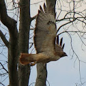 red tail hawk