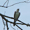 Eastern Kingbird