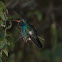 Broad-billed Hummingbird