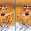 3D Jumping Spider Exoskeleton