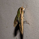Sphinx Moth