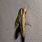 Sphinx Moth