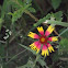 Indian Blanket