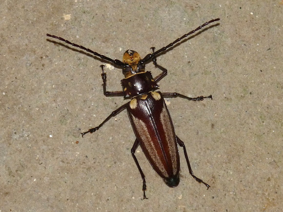 Spotting Image 1