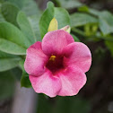 Purple Allamanda