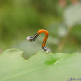 El mini-mundo de Costa Rica