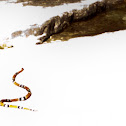 coral snake