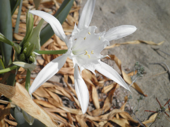 Spotting Image 1