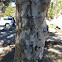 California sycamore