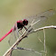 Carmine skimmer dragonfly