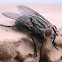 Mosca de la carne