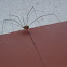 Daddy Long Legs