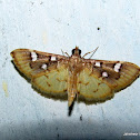 Crambidae