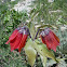 Fritillaria