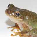 Squirrel Treefrog