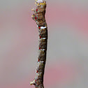 Inchworm