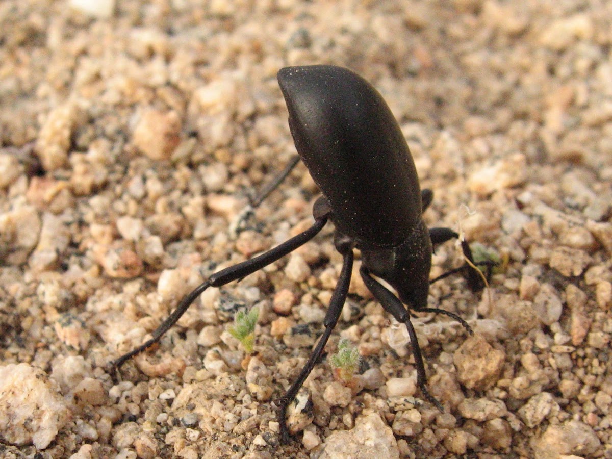 Pinacate beetle, Darkling beetle Project Noah