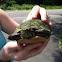 Midland painted turtle