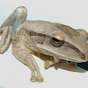 Common Tree Frog