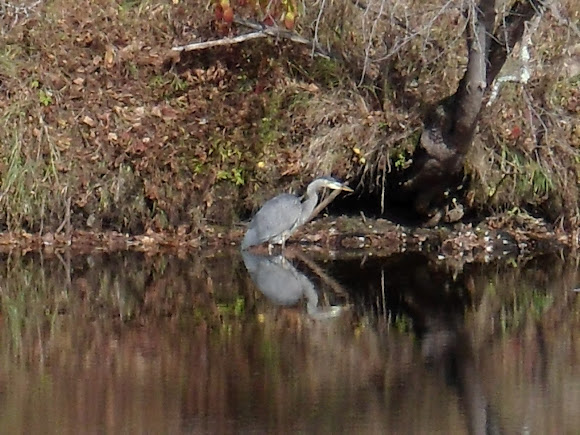 Spotting Image 1